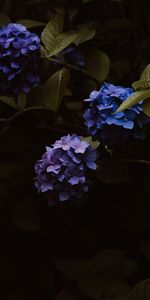 Flowers,Inflorescences,Inflorescence,Bloom,Flowering,Hydrangea