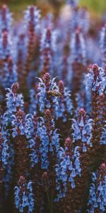 Flowers,Insect,Bee,Pollination