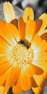 Flores,Abejas,Insectos