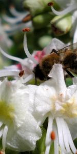 Plantas,Flores,Abejas,Insectos