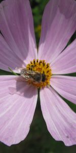 Flores,Abejas,Violeta,Insectos