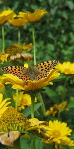 Fleurs,Insectes,Papillons