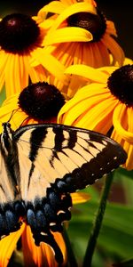 Fleurs,Insectes,Papillons