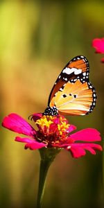 Flowers,Insects,Butterflies