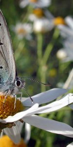 Fleurs,Insectes,Papillons