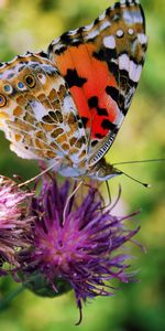 Fleurs,Insectes,Papillons