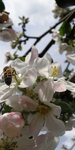 Plantas,Flores,Cereza,Abejas,Insectos