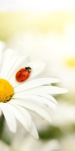 Fleurs,Coccinelles,Camomille,Insectes,Plantes