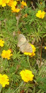 Plantas,Flores,Mariposas,Insectos