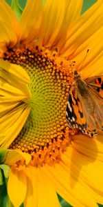 Girasoles,Flores,Plantas,Mariposas,Insectos