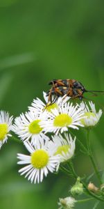 Plantas,Flores,Camomila,Insectos