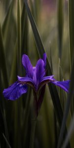 Flowers,Iris,Blur,Smooth,Leaves,Violet,Flower,Purple