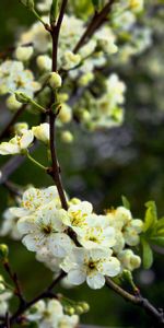 Flowers,Kidney,Kidneys,Awakening,Flowering,Branch,Bloom,Spring