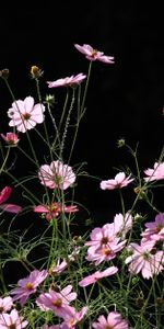 Flowers,Kosmeya,Cosmos,Black Background