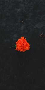 Flowers,Land,Marigold,Velvet,Flower,Earth