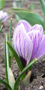 Flowers,Land,Primrose,Crocus,Flower,Close Up,Earth,Spring