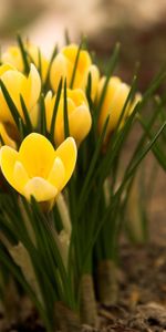 Flowers,Land,Primrose,Crocuses,Earth,Spring,Leaves