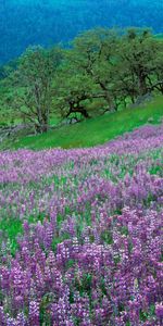 Flowers,Landscape