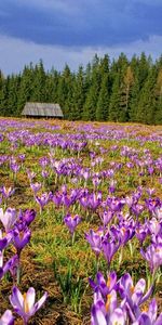 Fleurs,Paysage