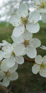 Flowers,Landscape