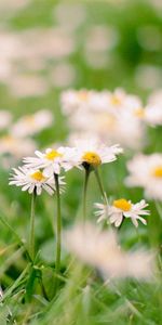 Flowers,Landscape,Camomile,Eiffel Tower,Plants