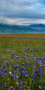 Paisaje,Flores,Los Campos