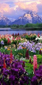 Flowers,Landscape,Mountains