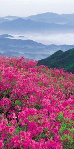 Paisaje,Flores,Montañas