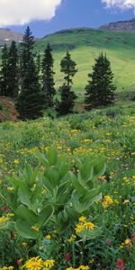 Fleurs,Montagnes,Paysage