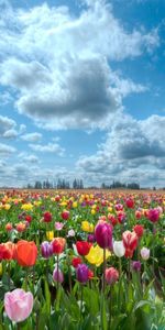 Naturaleza,Flores,Los Campos,Paisaje,Tulipanes