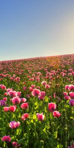 Plantes,Fleurs,Paysage,Les Champs