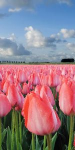 Tulipes,Fleurs,Les Champs,Paysage