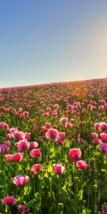 Fleurs,Tulipes,Plantes,Paysage