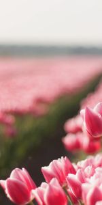 Flowers,Landscape,Tulips,Plants,Fields