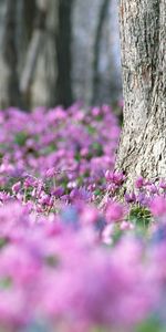 Plantas,Paisaje,Flores,Violeta