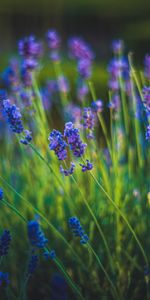 Primavera,Hierba,Florecer,Floración,Lavanda,Flores