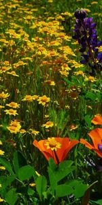 Flowers,Lawn,Summer,Greens,Camomile