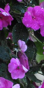 Flowers,Leaves,Balsams,Balsamins,Drops,Wet