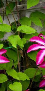 Flowers,Leaves,Bindweed,Bloom,Flowering,Clematis,Wall