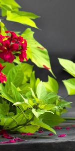 Flowers,Leaves,Bindweed,Petals,Pots,Plant Pot