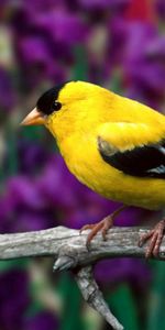 Flowers,Leaves,Bird,Branch,Color,American Goldfinch,American Flaunt,Animals