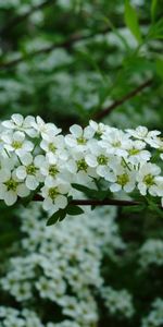 Branche,Feuilles,Source,Floraison,Fleurs,Jardin,Printemps