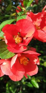 Flowers,Leaves,Bloom,Flowering,Branch,Sharpness,Spring