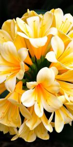 Clivia,Fleurs,Feuilles,Floraison,Fleur