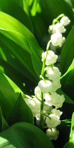 Flores,Hojas,Campanillas,Lirios Del Valle,Sombra,Primavera