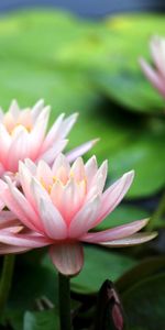 Flowers,Leaves,Blur,Smooth,Pond,Water Lilies,Close Up