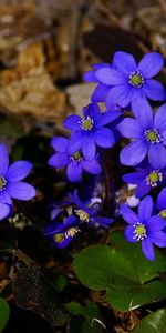 Flowers,Leaves,Branches,Small