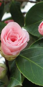 Flowers,Leaves,Buds,Camellia,Close Up