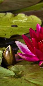 Flowers,Leaves,Buds,Water,Close Up,Water Lily