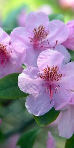 Flowers,Leaves,Bush,Bloom,Flowering,Branch,Greens